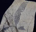 Quercus rhenana (KRAUSEL & WEYLAND 1950) - Bild © FossNet FossilienStore